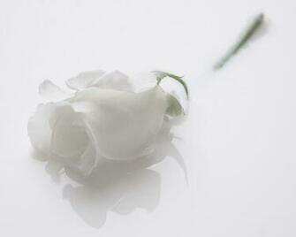 Flowers Pictures Wallpaper Red Roses