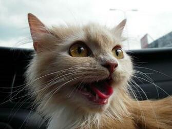 Wild Cat Wallpaper And Image Pictures Photos