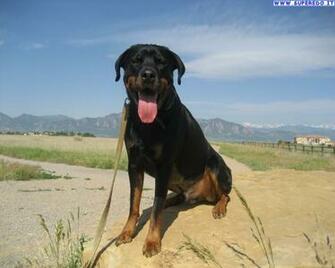 Wallpaper Rottweiler In Alta Definizione HD