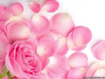 Light Pink Flower Wallpaper