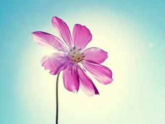 Flowers Wallpaper Live HD Hq Pictures Image Photos