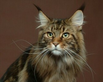 Majestuoso Gato De Maine Coon Wallpaper