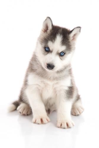 Blue Eyes Cute Siberian Husky Sitting On White Background Isolated