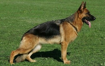 German Shepherd Dog HD Wallpaper All About