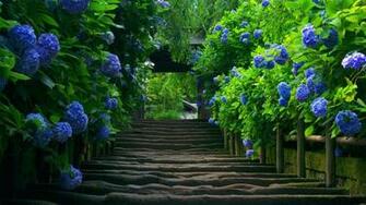 Garden HD Wallpaper Pixel Windows