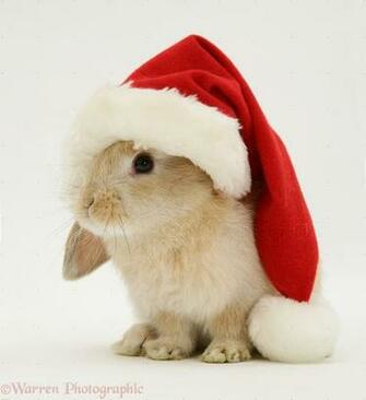 Wp13012 Rabbit Wearing A Father Christmas Hat