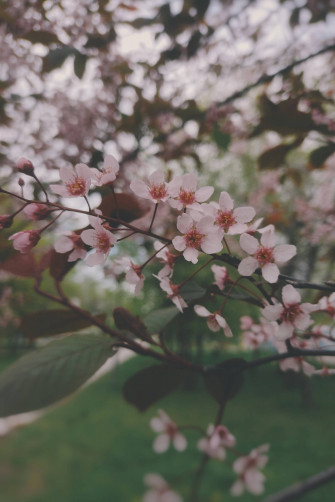 Aesthetic Spring Wallpaper