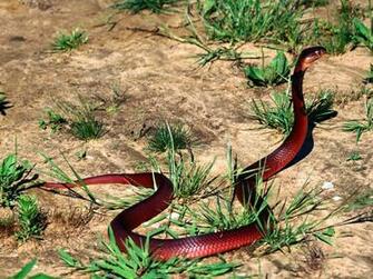 Anaconda Snake High Resolution Best Size HD Wallpaper