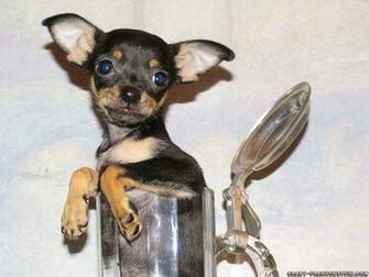 Wallpaper Dog In Mug Funny Animal