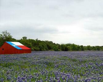 Bluebonnet Desktop Wallpaper HD Background Of Your