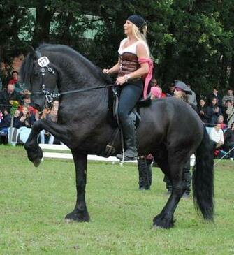 Pirate Princess On Friesian By Ponystock