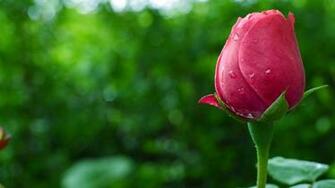 Flower HD Photos Wallpaper Pics 1080p