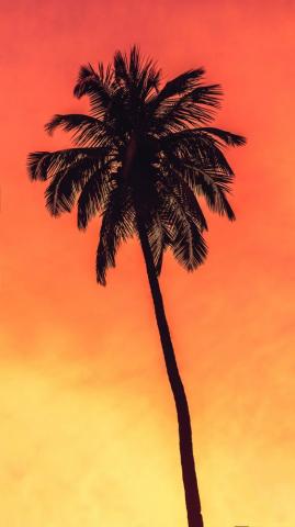 Best Coconut Tree Pictures HD Image On