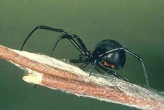 Black Widow Spiders Deadly Arachnida Fatal Image Pictures Wallpaper