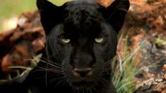 Black Panther Wallpaper