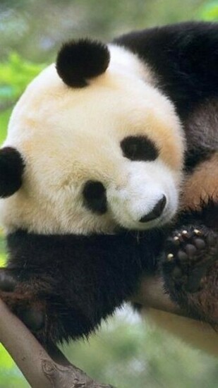 Cute Baby Panda Wallpaper Pictures