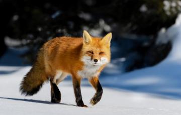 Wallpaper Winter Forest The Sun Snow Trees Nature Fox Red