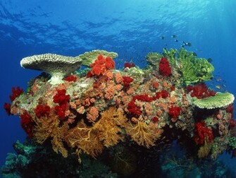 High Definition HD Wallpaper Underwater Set