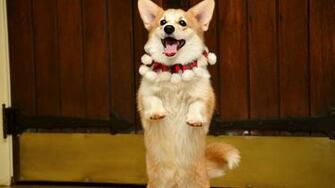 Corgi Computer Wallpaper Desktop Background Id