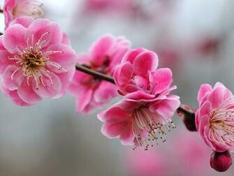 Cute Girly Background Pin Pink HD Wallpaper