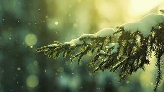 Winter Nights And Christmas Lights