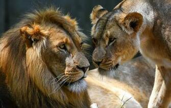Wallpaper Look Light Nature Background Leo Family Pair
