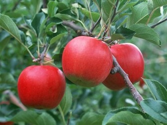 Fruit Jpg