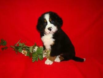 Dog Puppy And Flower Wallpaper Image Pictures