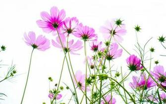 Pink Cosmos Wallpaper Digital Art