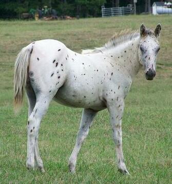 Leopard Appaloosa