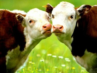 Lovers Wallpaper Animals In Love