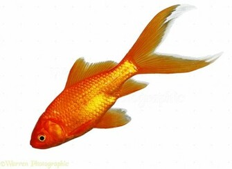 Goldfish Fish HD Walls Find Wallpaper
