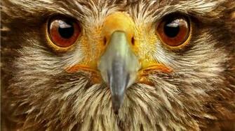 Windows Background Owl Bird Of Prey Wallpaper X