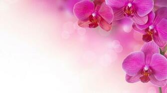 Pink Flower Wallpaper Widescreen Flip