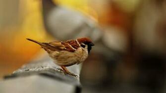 Bird Santa Banta Desktop HD Wallpaper