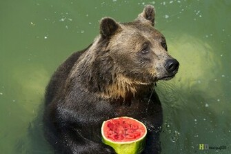 Brown Bear Desktop Wallpaper Funny HD