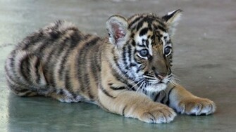 Cute Tiger Baby