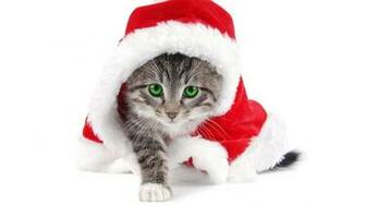 Animal HD Wallpaper Hebus Org High Definition