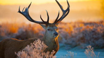 Tailed Deer HD Wallpaper For 4k