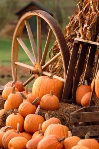 Fall Pumpkin Wallpaper On