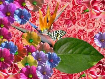Wallpaper Background Beautiful Flowers