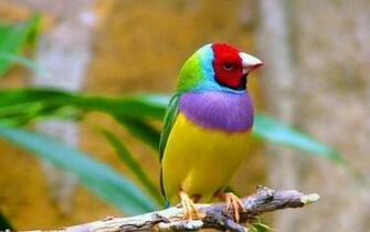 Gouldian Finch HD Wallpaper Background Image
