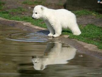 Baby Polar Bear Wallpaper