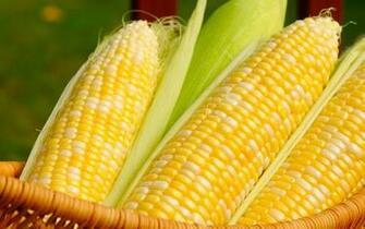 Maize Wallpaper At Wallpaperbro
