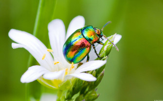 Insects Wallpaper
