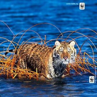 Wwf iPad Wallpaper Gallery World Wildlife Fund