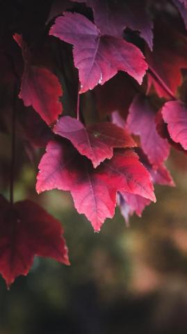 iPhone Nature Wallpaper Apple