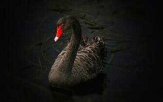 Black Swan Wallpaper