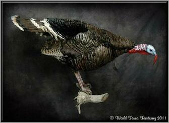 Mounts Flying Eastern Wild Turkey HD Walls Find Wallpaper