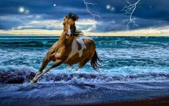 Beautiful Horse Horses Wallpaper Chainimage